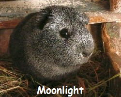 Moonlight
