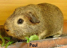 Paul