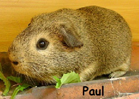 Paul