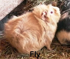 Fly