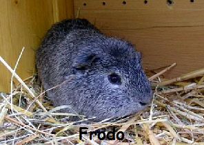 Frodo