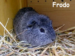 Frodo