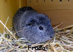 Frodo