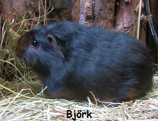 MS_Adina_BWurf_EC_BlackTan_w MS_Adina_BWurf_EC_BlackTan_w
