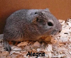 Alegra