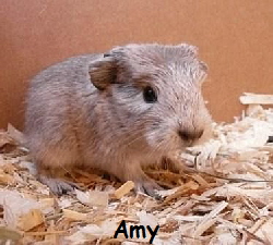 Amy