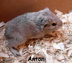Anton