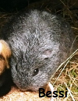Bessi