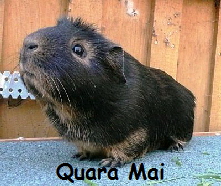 Quara Mai