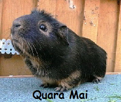 Quara Mai