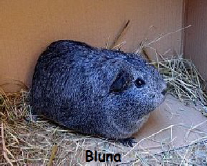 Bluna 