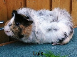 Luis Luis
