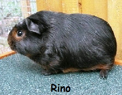 Rino - Cresed Black Tan Rino - Cresed Black Tan