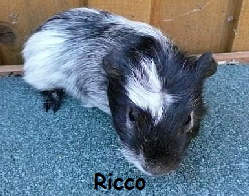 Ricco - Cresed Black Tan Schimmel Ricco - Cresed Black Tan Schimmel