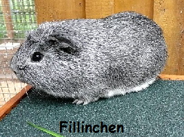 Fillinchen