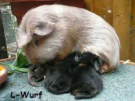 Fiona´s Wurf Fiona´s Wurf