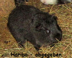 MS_Haribo