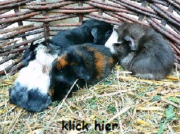 MS_J&KWurf MS_J&KWurf