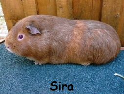 Sira Sira
