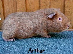 Arthur