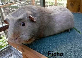 Fiona