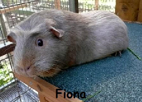 Fiona Fiona