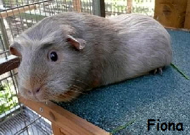 Fiona - Cresed Lilac Tan Fiona - Cresed Lilac Tan