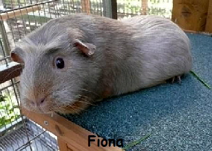 Fiona