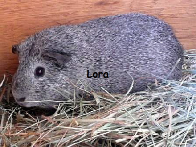 MS_Lora