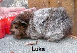 Luke
