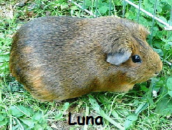 Luna