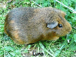 MS_Luna