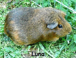 Luna Luna