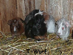 Luna_Wurf