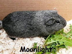 Moonlight Moonlight