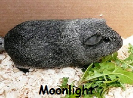 Moonlight Moonlight