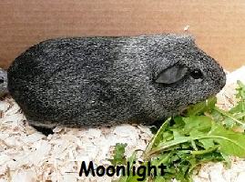 Moonlight