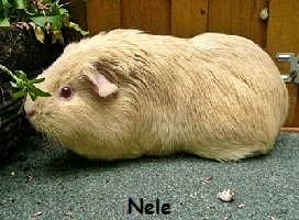 MS_Nele