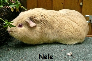 Nele