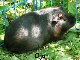 Ojo