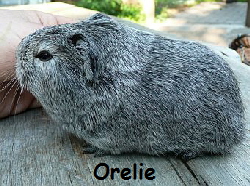 Orelie Orelie