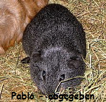 MS_Pablo
