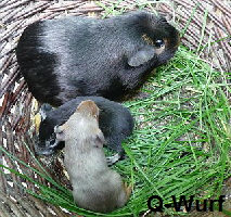 Q-Wurf