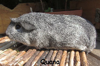 Quana