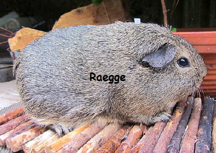 MS_Reggae