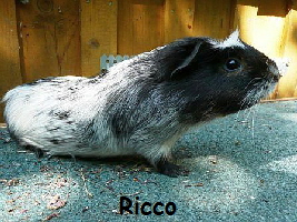 Ricco