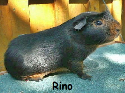 MS_Rino