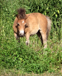 MaiTai