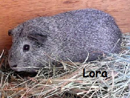 Lora Lora