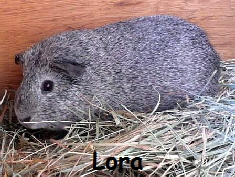 Lora